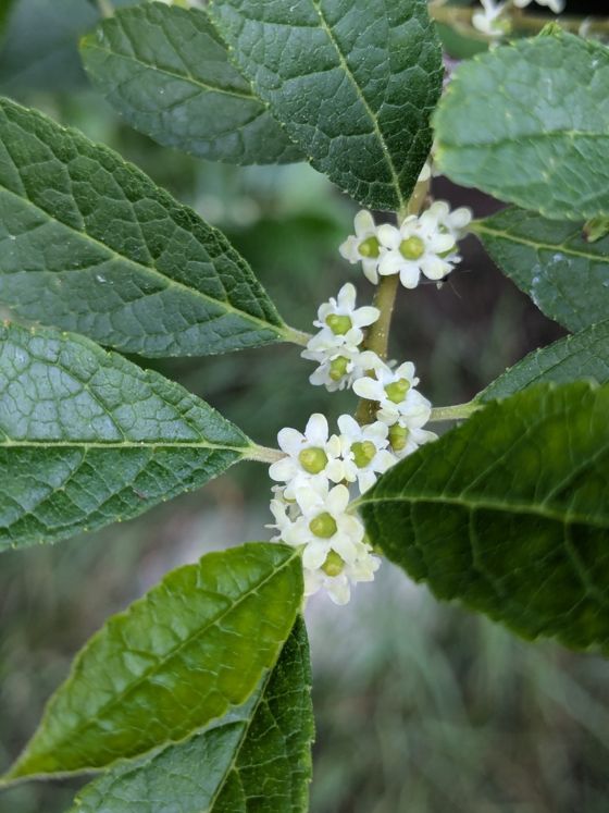Winterberry (Ilex verticillata)