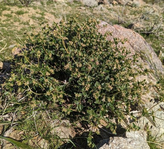 Wishbone bush (Mirabilis laevis)