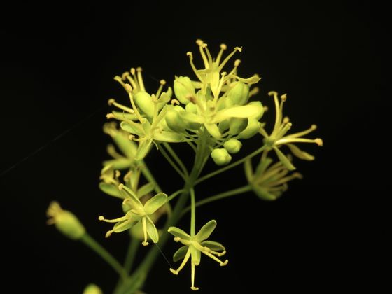 Woad (Isatis tinctoria)