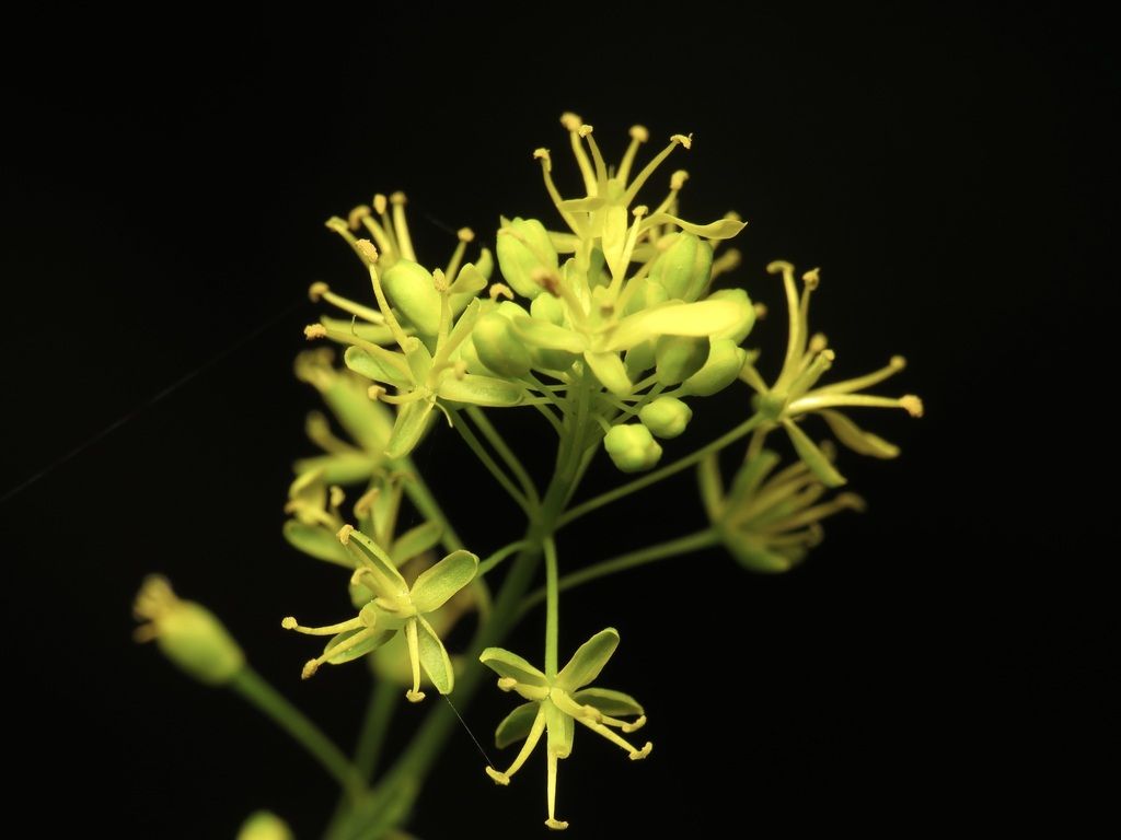 Woad (Isatis tinctoria)