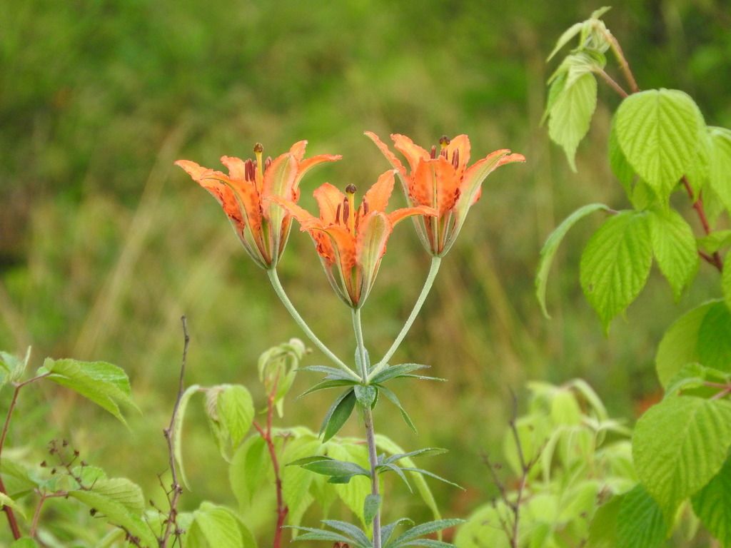Wood lily (Lilium philadelphicum)