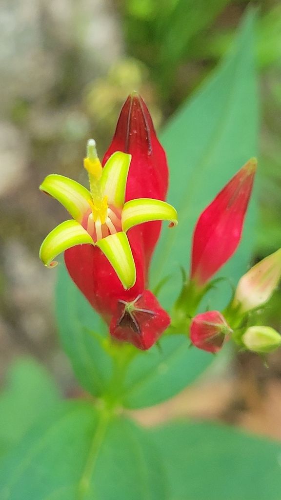 Woodland pinkroot (Spigelia marilandica)