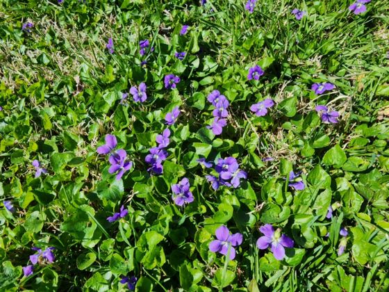 Woolly blue violet