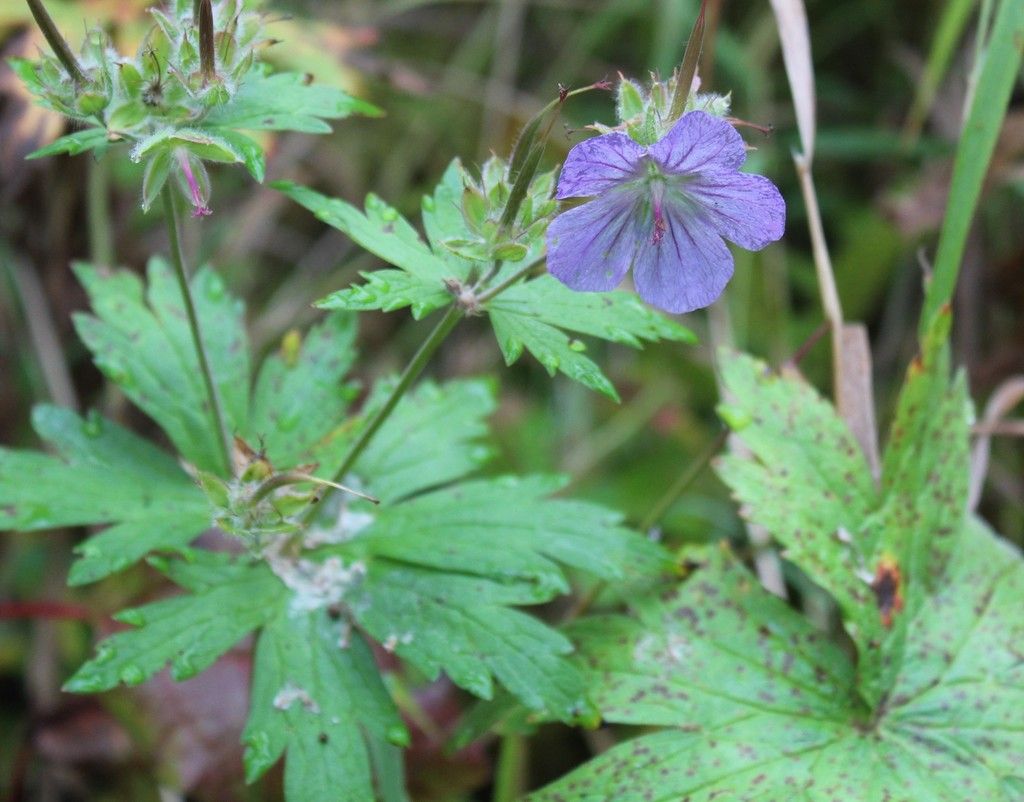 Woolly cranesbill (Geranium erianthum)
