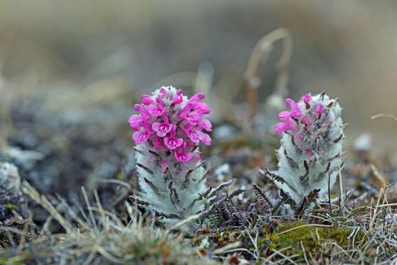 Woolly lousewort (Pedicularis lanata)
