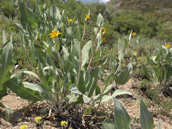 Woolly mule's ears (Wyethia mollis)