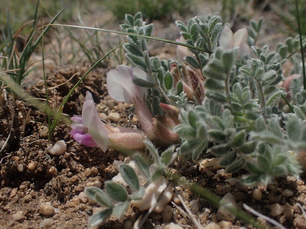 Woollypod milkvetch (Astragalus purshii)