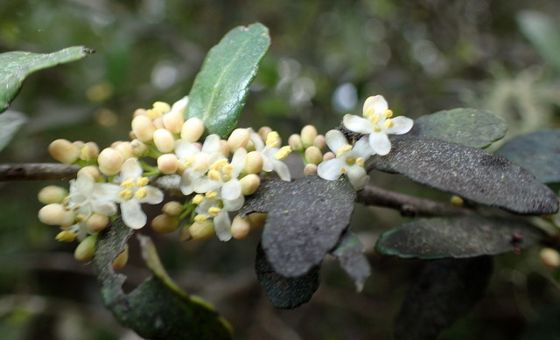 Yaupon holly (Ilex vomitoria)