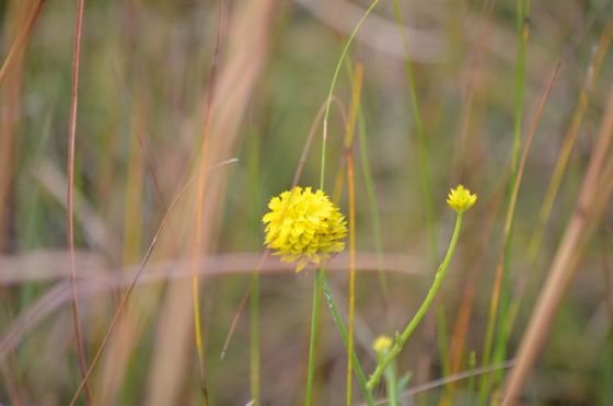 Yellow bachelor's button (Senega rugelii)