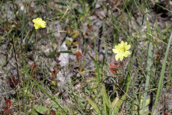 Yellow butterwort (Pinguicula lutea)