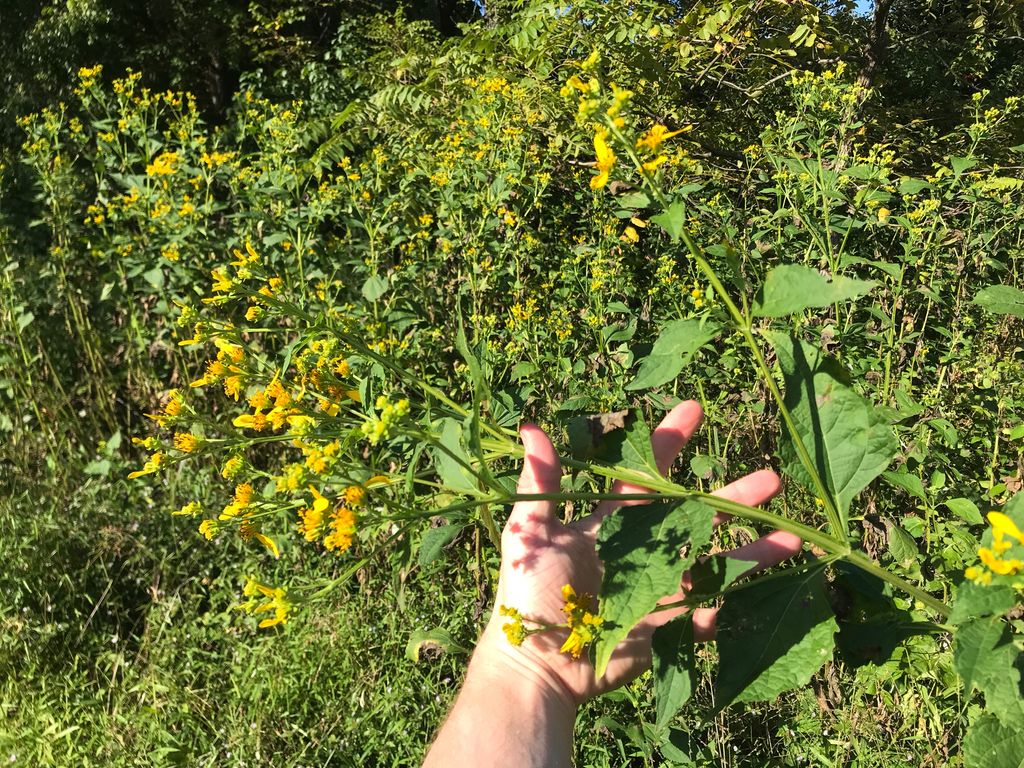Yellow crownbeard (Verbesina occidentalis)