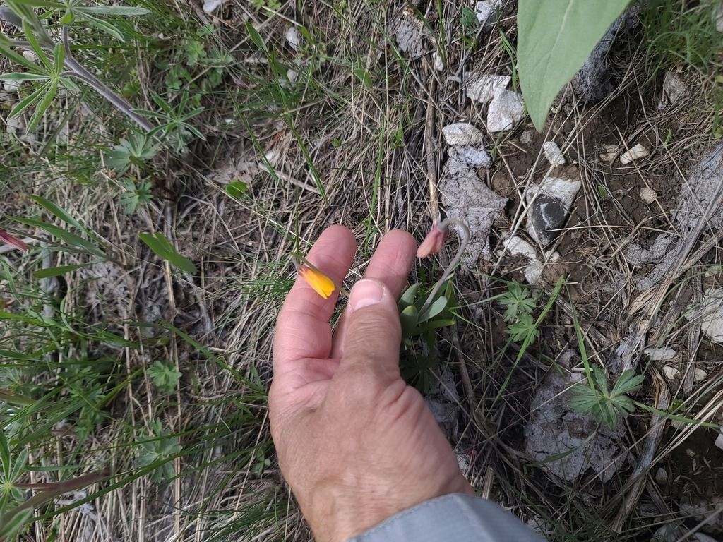 Yellow fritillary (Fritillaria pudica)