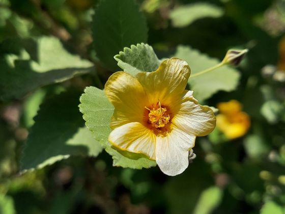 Yellow ʻilima (Sida fallax)