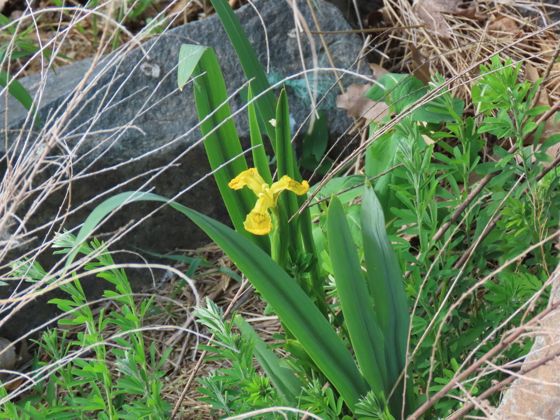 Yellow iris (Iris pseudacorus)