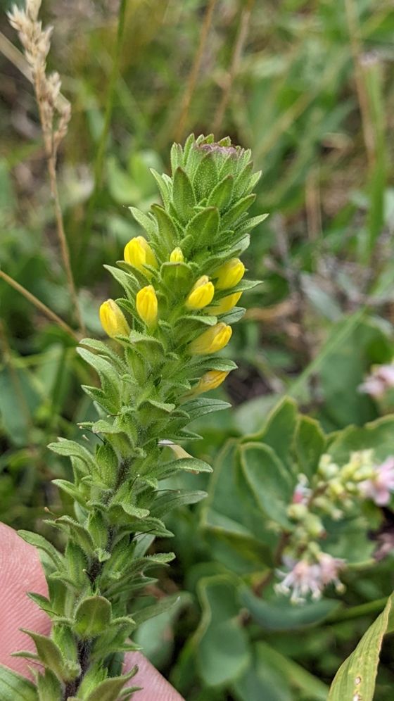Yellow owl's-clover (Orthocarpus luteus)