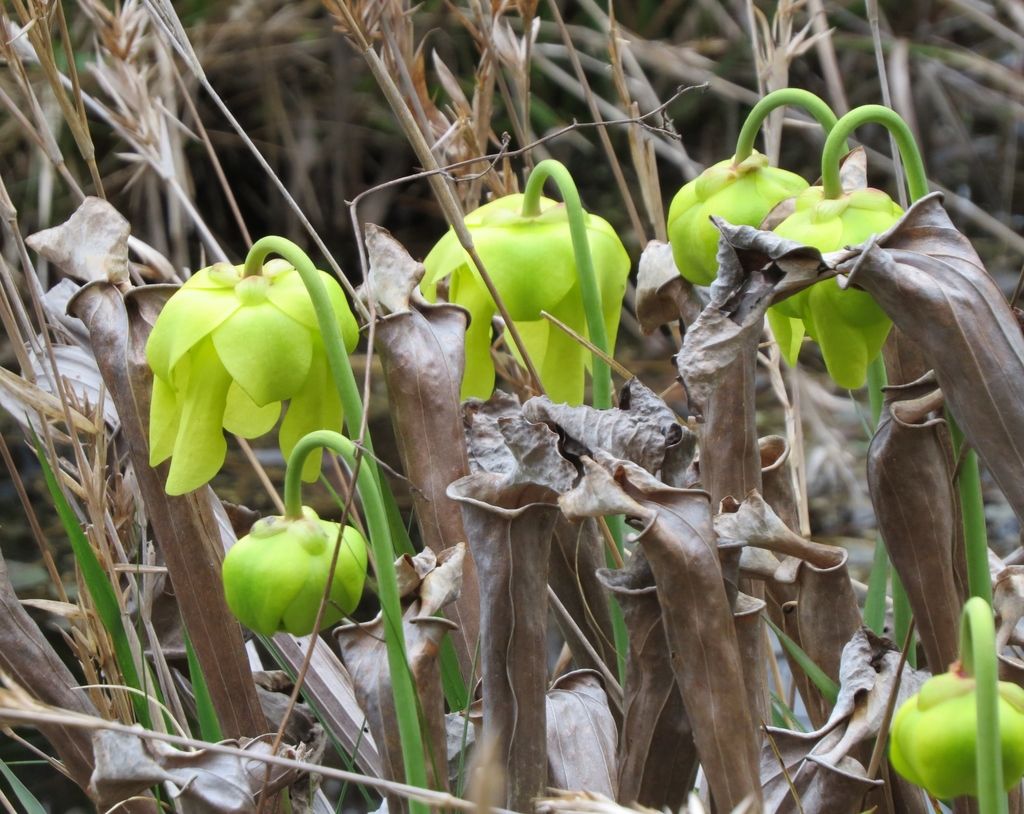 Yellow pitcher plant (Sarracenia flava)