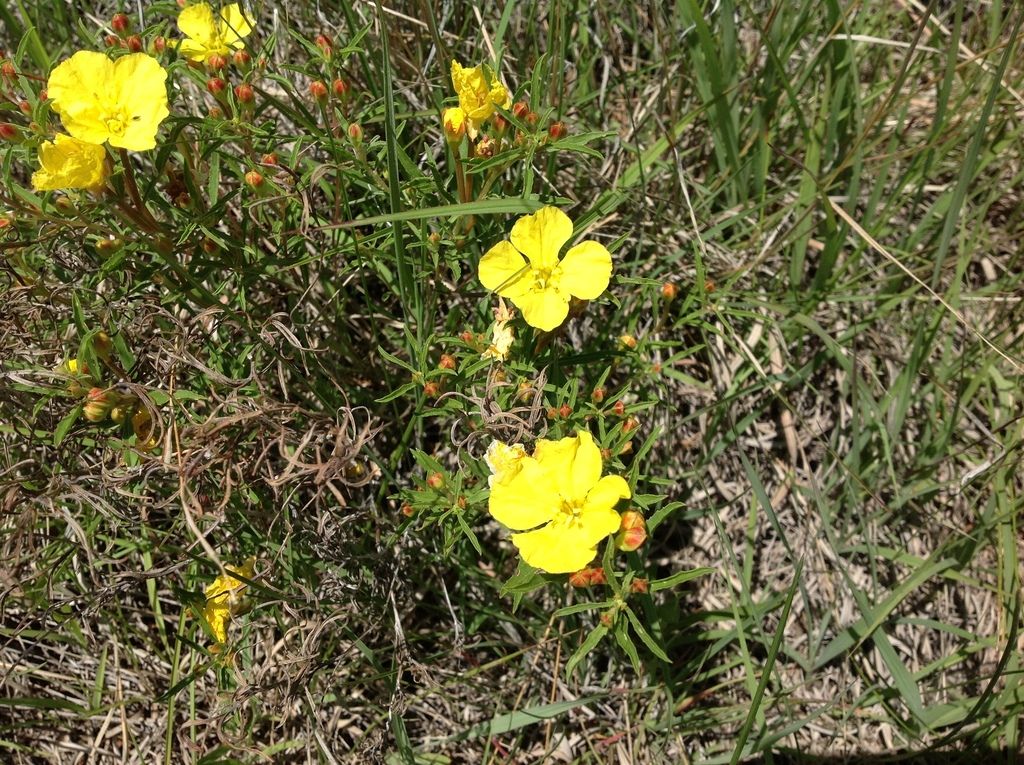 Yellow sundrops (Oenothera serrulata)