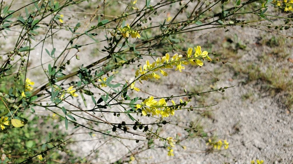 Yellow sweetclover (Melilotus officinalis)