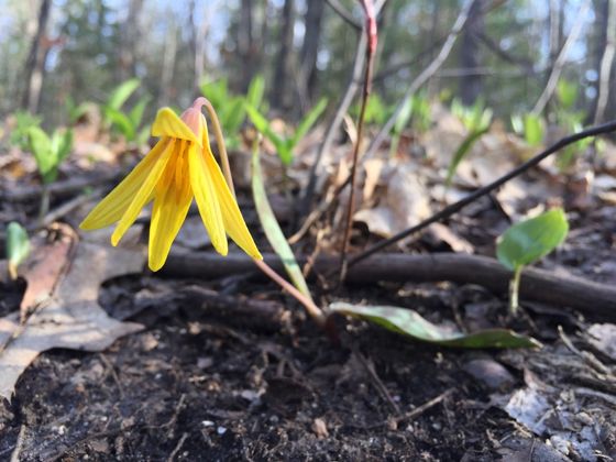 Yellow trout lily (Erythronium americanum)