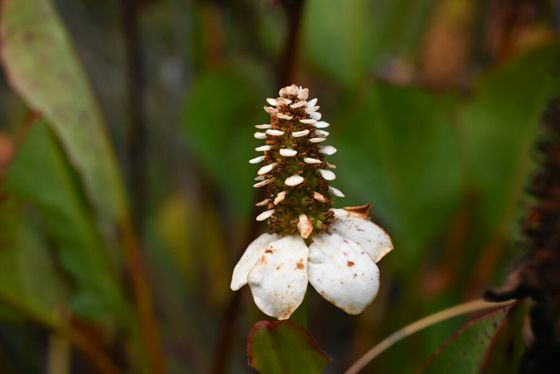 Yerba mansa (Anemopsis californica)