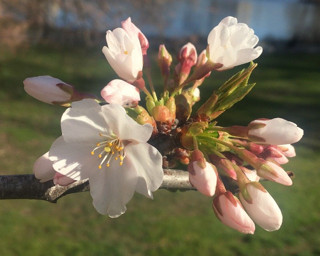 Yoshino cherry (Prunus × yedoensis)
