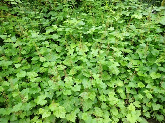 Youth-on-age (Tolmiea menziesii)