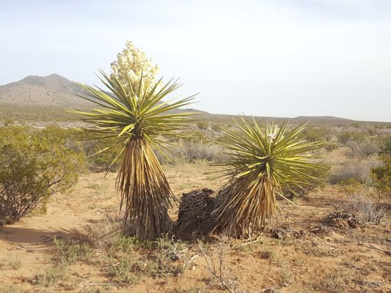 Yuccas (Yucca)