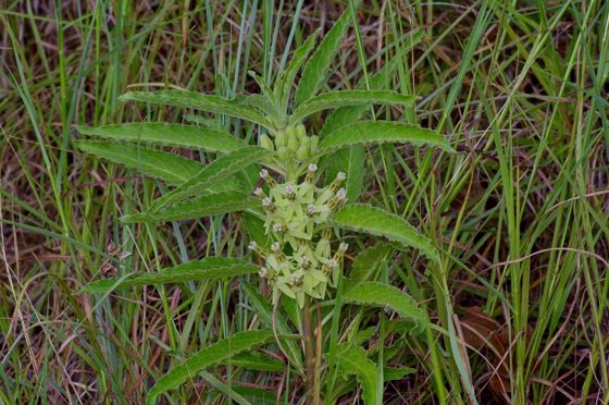 Zizotes milkweed (Asclepias oenotheroides)