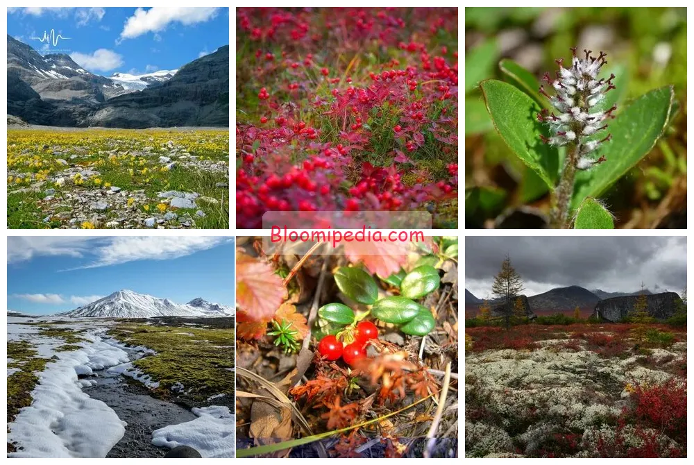 Tundra plants: adapting to extreme environments
